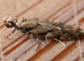 Coleotechnites coniferella